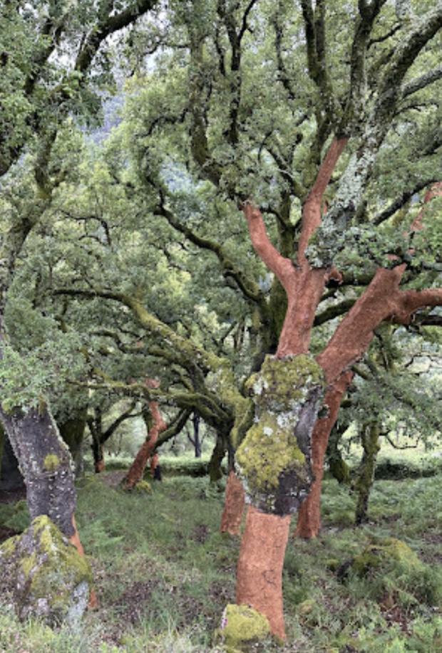 Trilho dos carvalhos