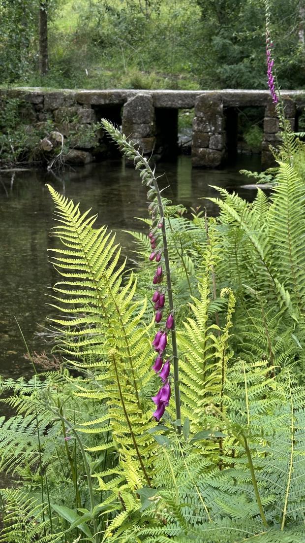 Enchanted forest near Miranda