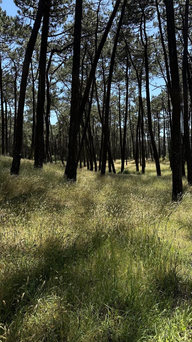 Moledo-Caminha forest walk