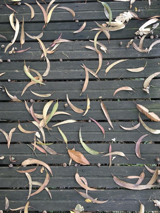 A big lap around the reserve of the Lagoa